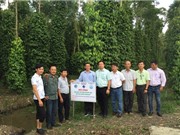 Kiên Giang: Nghiên cứu nâng cao hiệu quả trồng tiêu trên nền đất thấp và xây dựng nhãn hiệu tập thể trên địa bàn tỉnh