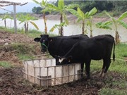 Vĩnh Phúc: Nghiên cứu đưa giống trâu, bò mới vào chăn nuôi trên địa bàn tỉnh