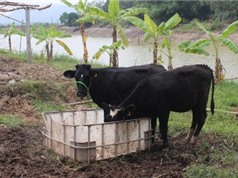 Vĩnh Phúc: Nghiên cứu đưa giống trâu, bò mới vào chăn nuôi trên địa bàn tỉnh