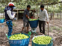 Trồng táo trong nhà lưới mang lại hiệu quả cao tại Ninh Thuận