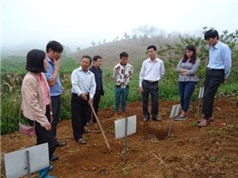 Sơn La: Kiểm tra thí nghiệm bảo quản khoai sọ mán tại huyện Vân Hồ