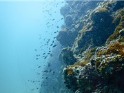Phát hiện vi khuẩn dưới đáy biển Thái Bình Dương có thể là “cứu tinh” của thế giới