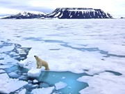 Bắc Cực nóng lên nhanh gấp hai lần so với phần còn lại của Trái đất