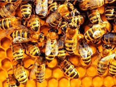Loại vắc xin đầu tiên trên thế giới dùng cho ong mật