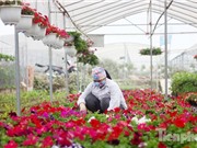 Ngành trồng hoa Việt Nam: Lỡ cơ hội xuất khẩu vì chưa tự chủ được giống