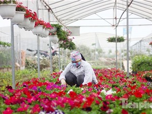 Ngành trồng hoa Việt Nam: Lỡ cơ hội xuất khẩu vì chưa tự chủ được giống