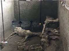 Phát hiện xác ngựa còn nguyên yên cương sau thảm hoạ khủng khiếp Pompeii