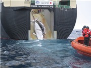 Nhật Bản sẽ tiếp tục săn bắn cá voi cho mục đích thương mại