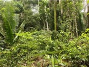 Lý giải được vẻ đa dạng của các cánh rừng nhiệt đới