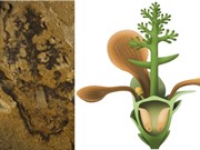 Phát hiện hóa thạch thực vật có hoa cổ nhất thế giới