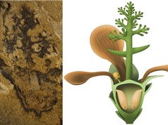 Phát hiện hóa thạch thực vật có hoa cổ nhất thế giới