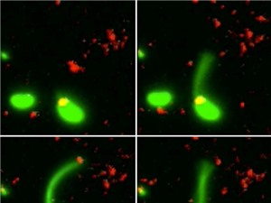 Lần đầu tiên các nhà khoa học đã bắt gặp cảnh vi khuẩn biết "câu”… DNA