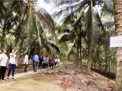 Bến Tre: Xây dựng vườn dừa kiểu mẫu sản xuất theo hướng hữu cơ tại xã Hưng Lễ