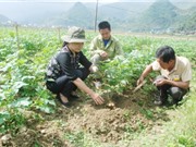 Lào Cai: Trồng khảo nghiệm giống khoai tây KT5