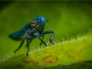 Mỹ đang phát triển công nghệ AI mới nhờ… côn trùng Mỹ đang phát triển công nghệ AI mới nhờ… côn trùng