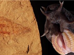 Phát hiện hoá thạch loài cá mù 100 triệu năm tuổi cực hiếm