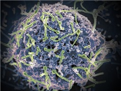 Lần đầu tiên phát hiện virus Ebola ký sinh trên dơi tại Tây Phi