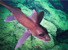 Hàng loạt loài mới được tìm thấy ở khu vực biển sâu ở Costa Rica