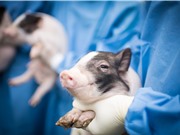 Lợn chỉnh sửa gene: Tham vọng của Trung Quốc