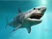 Cá mập trắng lớn đã quét sạch siêu cá mập Megalodon khổng lồ?