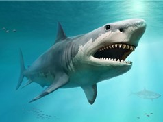 Cá mập trắng lớn đã quét sạch siêu cá mập Megalodon khổng lồ?