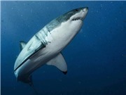 DNA cá mập trắng giúp hiểu cơ chế ngăn ngừa ung thư và chữa lành vết thương