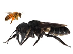 Loài ong lớn nhất thế giới tưởng tuyệt chủng vừa được phát hiện lại ở Indonesia