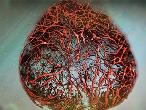 Lần đầu tiên nuôi thành công mạch máu của người từ tế bào gốc
