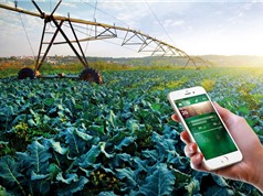 “SỐNG SÓT” với khởi nghiệp nông nghiệp công nghệ cao