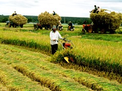 Xuất khẩu gạo Việt Nam giảm mạnh trong tháng đầu năm