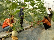 Yên Bái: Chuyển giao xây dựng mô hình trồng dưa lưới theo hướng ứng dụng công nghệ cao tại xã Liễu Đô, huyện Lục Yên