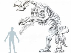 Hóa thạch con lười khổng lồ tiết lộ hoàn cảnh sống trước khi tuyệt chủng