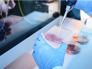 Nhật Bản cho nghiên cứu cấy ghép tế bào gốc của người vào động vật