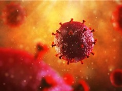 Cấy ghép tế bào gốc có thể trị HIV