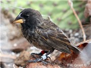 Các nhà khoa học phát hiện một loài chim mới tiến hóa trên đảo Galapagos