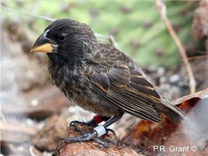 Các nhà khoa học phát hiện một loài chim mới tiến hóa trên đảo Galapagos