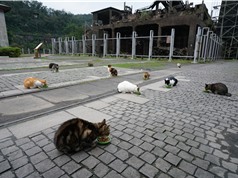 Hầu Động: Mỏ than bỏ hoang thành điểm du lịch nổi tiếng nhờ mèo