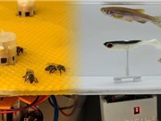 Robot cho phép cá và ong giao tiếp với nhau lần đầu tiên
