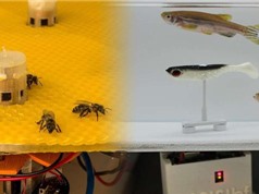Robot cho phép cá và ong giao tiếp với nhau lần đầu tiên