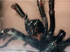 Nọc độc của nhện có thể bảo vệ nạn nhân đột quỵ chống lại tổn thương não