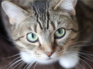 Nghiên cứu: Mèo biết bạn đang gọi tên nó nhưng đôi khi chúng phớt lờ thôi