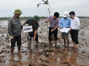 Nam Định: Gieo ươm và trồng cây bần không cánh - giải pháp góp phần phục hồi và phát triển hệ sinh thái rừng ngập mặn ven biển