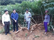 Nghệ An: Nghiên cứu áp dụng các giải pháp kỹ thuật xây dựng mô hình canh tác sắn bền vững trên địa bàn các huyện miền núi