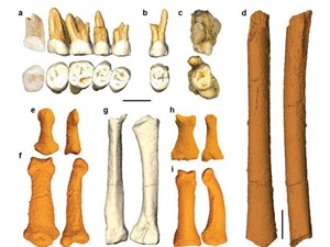Phát hiện loài người cổ đại mới tại Philippines