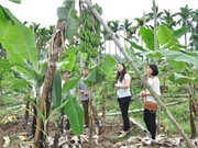 Hải Phòng: Xã Liên Khê, huyện Thủy Nguyên hướng tới xây dựng vùng sản xuất chuối theo tiêu chuẩn VietGAP