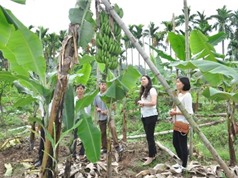 Hải Phòng: Xã Liên Khê, huyện Thủy Nguyên hướng tới xây dựng vùng sản xuất chuối theo tiêu chuẩn VietGAP