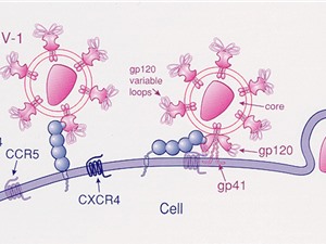 Công nghệ tế bào gốc trong điều trị HIV