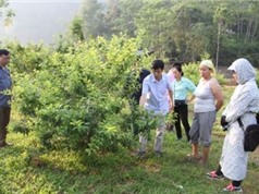 Bắc Kạn: Phát triển một số cây trồng hàng hóa tại xã Quảng Bạch, Tân Lập, huyện Chợ Đồn