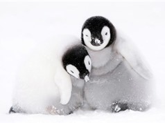 Hàng ngàn con chim cánh cụt non đã bị “xoá sổ” vì… chết đuối ở Nam Cực