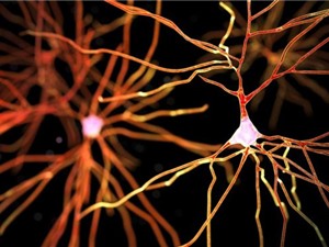 Phát hiện một dạng mất trí nhớ mới dễ nhầm với Alzheimer